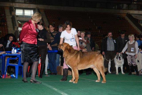 Neron de Filandon - Best of Breed Spanish Mastiff 2008 in Show 'Gold Collar-2008', Moscow, Russia 20.12.2008
(Dumbo de Reciecho x Troya de Buxionte)
Born: 16.07.2006 
الكلمات الإستدلالية(لتسهيل البحث): 2008 cortedemadrid