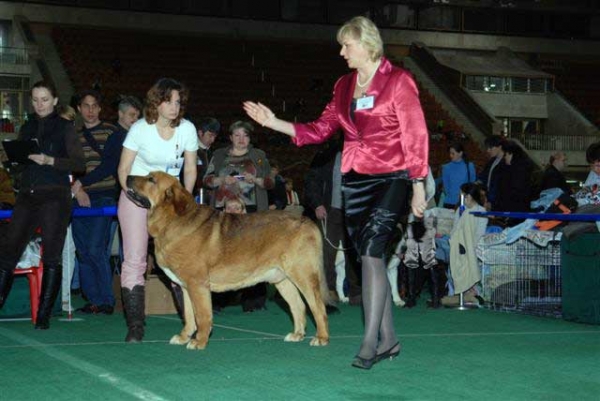 Neron de Filandon - Best of Breed Spanish Mastiff 2008 in Show 'Gold Collar-2008', Moscow, Russia 20.12.2008
(Dumbo de Reciecho x Troya de Buxionte)
Born: 16.07.2006 
Keywords: 2008 cortedemadrid