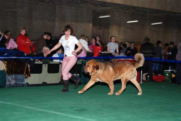 Neron de Filandon - Best of Breed Spanish Mastiff 2008 in Show 'Gold Collar-2008', Moscow, Russia 20.12.2008
(Dumbo de Reciecho x Troya de Buxionte)
Born: 16.07.2006 
Keywords: 2008 cortedemadrid