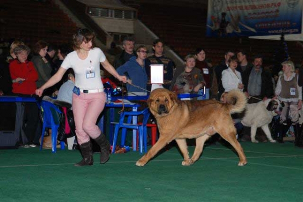 Neron de Filandon - Best of Breed Spanish Mastiff 2008 in Show 'Gold Collar-2008', Moscow, Russia 20.12.2008
(Dumbo de Reciecho x Troya de Buxionte)
Born: 16.07.2006 
Keywords: 2008 cortedemadrid