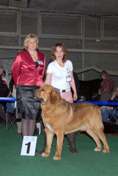 Neron de Filandon - Best of Breed Spanish Mastiff 2008 in Show 'Gold Collar-2008', Moscow, Russia 20.12.2008
(Dumbo de Reciecho x Troya de Buxionte)
Born: 16.07.2006 
Keywords: 2008 cortedemadrid