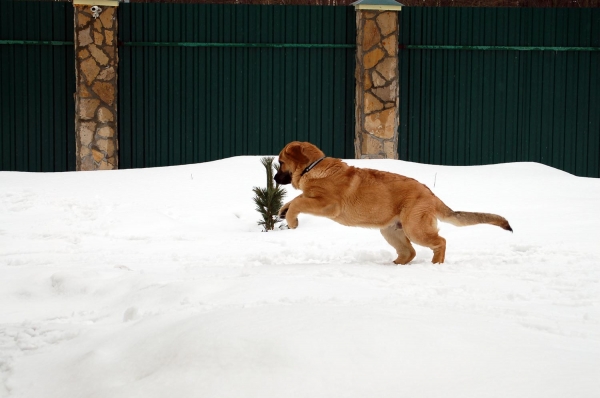 Spanish Grande Tornado Erben
Keywords: snow nieve spanish-grande