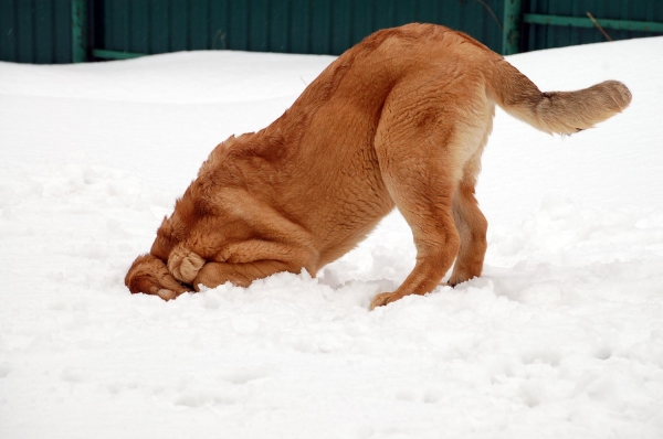 Spanish Grande Tornado Erben
Keywords: snow nieves spanish-grande