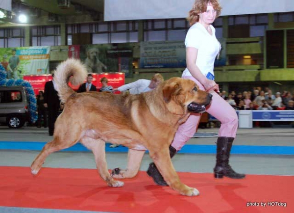 Neron de Filandon - Best of Breed Spanish Mastiff 2008 in Show 'Gold Collar-2008', Moscow, Russia 20.12.2008
(Dumbo de Reciecho x Troya de Buxionte)
Born: 16.07.2006 
Keywords: 2008 cortedemadrid