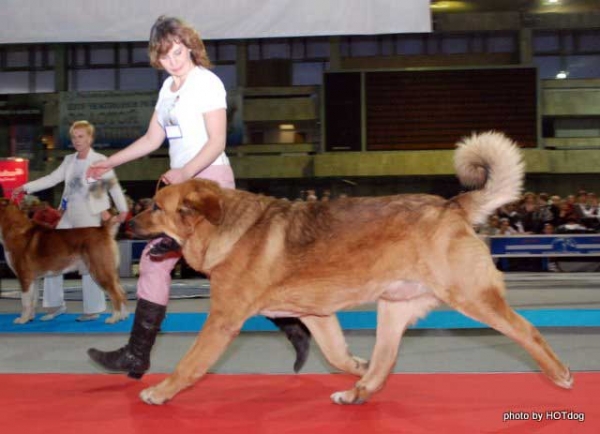 Neron de Filandon - Best of Breed Spanish Mastiff 2008 in Show 'Gold Collar-2008', Moscow, Russia 20.12.2008
(Dumbo de Reciecho x Troya de Buxionte)
Born: 16.07.2006 
Keywords: 2008 cortedemadrid
