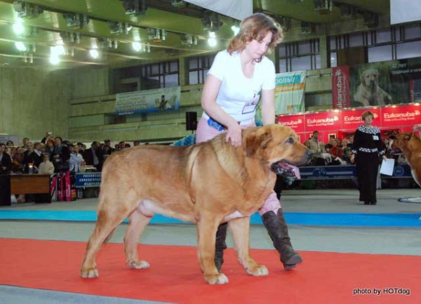 Neron de Filandon - Best of Breed Spanish Mastiff 2008 in Show 'Gold Collar-2008', Moscow, Russia 20.12.2008
(Dumbo de Reciecho x Troya de Buxionte)
Born: 16.07.2006 
Keywords: 2008 cortedemadrid