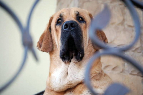 Spanish Grande Tornado Erben
Keywords: head portrait cabeza spanish-grande