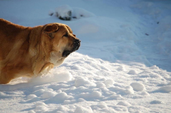 Spanish Grande Tornado Erben
Keywords: snow nieve spanish-grande