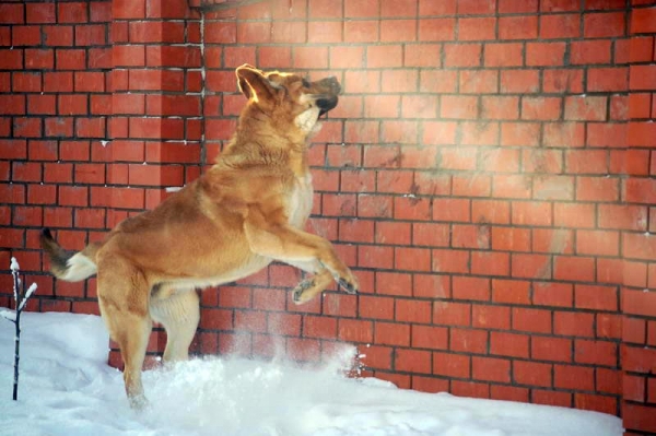 Spanish Grande Tornado Erben
Keywords: snow nieve spanish-grande