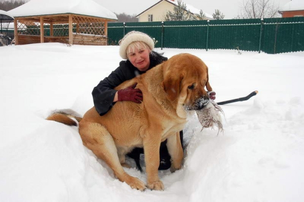 Spanish Grande Tornado Erben
Keywords: snow nieve spanish-grande