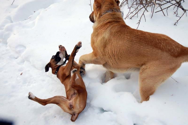 Spanish Grande Tornado Erben
Keywords: pet snow nieve