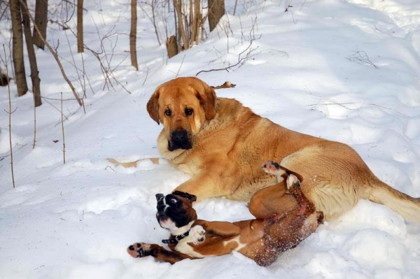 Spanish Grande Tornado Erben
Keywords: pet snow nieve