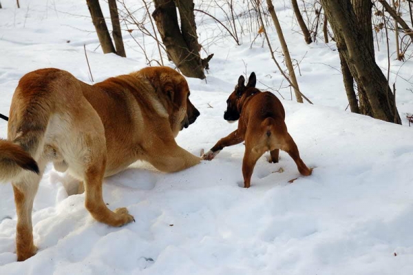 Spanish Grande Tornado Erben
Keywords: pet snow nieve