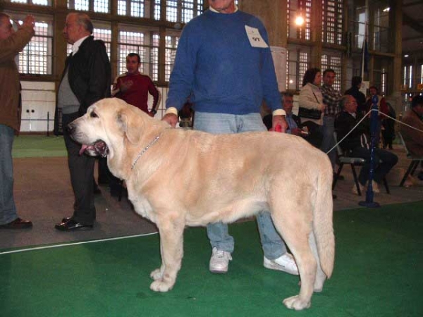 Dama de Fontanar: EXC 1, CAC, BOB, 3ª BIS - Open Class Females - National show, Cádiz 20.11.2004  
(Rubi de Montes del Pardo x Kenia de Fontanar)
Breeder: Jesus Salido
Owner: Sergio de Salas  

Keywords: 2004 pardo