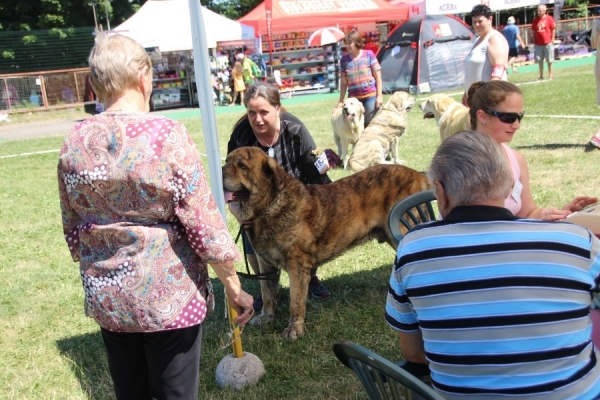 Dave Tornado Erben - BEST veteran, National show in KLatovy 2019
Keywords: tornado