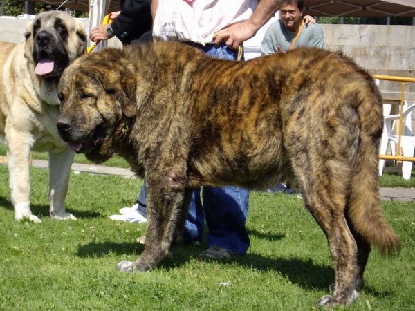 Ch. Sansón: Exc. 2 & Ch. Delco de Autocan: Exc. 3 - Champion Class Males, XXVII Monográfica AEPME, 15.09.2007
Keywords: 2007