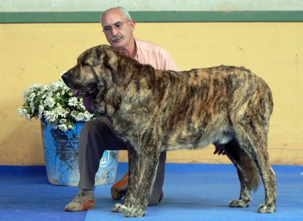 Delco de Autocan- Exc. 1, RCAC - Intermediate Class Males - International Show, Asturias, Spain, 31.07.2005
(Madero de Autocan x Carxo Cenicienta) 
Born: 16.10.2003
Breeder & owner: Isidro García Suárez
 

Keywords: 2005 autocan