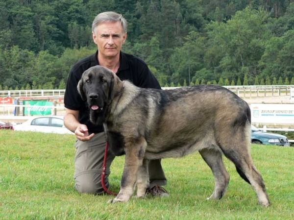 Deva de Ablanera - VG 1, Best Puppy - Puppy Class - International Show, Asturias, Spain, 31.07.2005
(Llanero de Ablanera x Paca de Ablanera) 
Breeder: Angel Fernández 
Owner: M. José Alvarez  

Keywords: 2005 ablanera