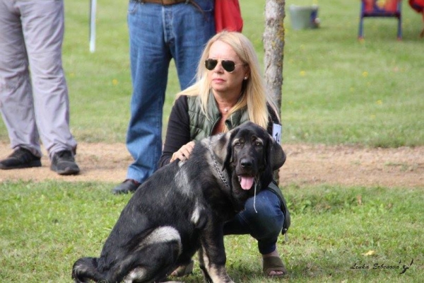 Cachorro hembra: Diana del Tossal Gros - XXXVIII Monográfica Nacional AEPME - Gordoncillo, Leon 08.09.2018
Keywords: 2018