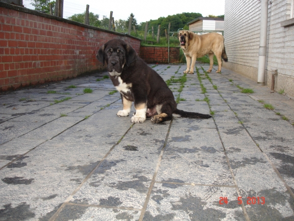 Ivan la Bande à Gro 9½ weeks & "Diego" Dandy de Tierra de Orbigo 
Ivan: (Ch. Onega de Campollano owned by Tracey Pemberton, Spain X Ch. Camélia owned by Chrystelle Quemener, France)
Diego: Balak de Tierra de Órbigo X Agata de Tierra de Órbigo

Keywords: erwin