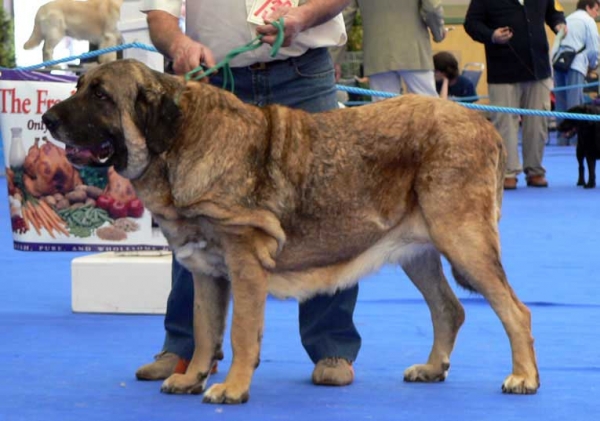 Diva de Autocan - Exc. 3, Open Class Females - International Show, Asturias, Spain, 31.07.2005
(Madero de Autocan x Altiva de Autocan) 
Breeder & owner: Isidro García Suárez

Keywords: 2005 autocan