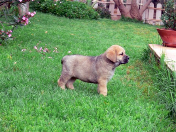 Dorado de Los Payuelos
Armani del Agostadero x CH. Aitana del Agostadero 
Nacidos: 05.04.2008 

Keywords: puppyspain puppy cachorro payuelos