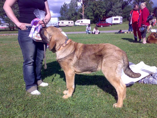 Dozy Dragon Herbu Wielka Lapa - Very promising 1. BOB Puppy, Special Show in Järvenpää, Finland 18.08.2007
(Druso de la Aljabara x Bancia Dobra Rasa) 
Dozy is five months old.

Keywords: 2007 satu dozy bancia