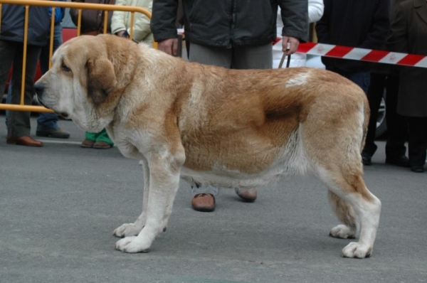 Dulce de Los Zumbos
(Romeo de Los Zumbos x Luchana de Los Zumbos)  
 

