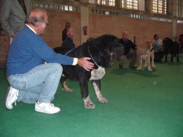 Duque de Montes del Pardo: EXC. 3 - Open Class Males - National show, Cádiz 20.11.2004  
(Rambo de Montes del Pardo x Abba de Montes del Pardo)
Breeder & owner: Sergio de Salas  
 

Keywords: 2004 pardo