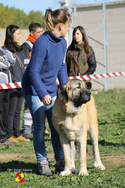 Duquesa de Autocan - Mansilla de las Mulas 09.11.2014 
Keywords: 2014 autocan