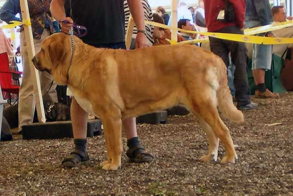 Baknaid z Kraje Sokolu - Excellent 3 - Champion Class Females, Eurodog Show 2005, Tulln, Austria  
(Tocho de Valdejera x Dianna Fi-It) 
 

Nyckelord: 2005 sokol