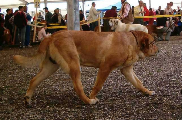 Rint Valeri Asso for Motley House - Excellent 1, CACA - Intermediate Class Males, Eurodog Show 2005, Tulln, Austria  
(Ron de Valdejera x Motley House Dazy Son)  

Keywords: 2005