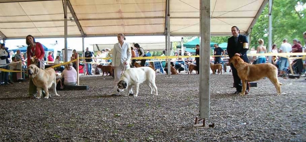 Open Class Females - Eurodog Show 2005, Tulln, Austria
Keywords: 2005