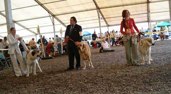 Open Class Females - Eurodog Show 2005, Tulln, Austria
Keywords: 2005