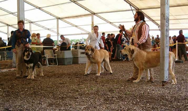 Young Class Males, Eurodog Show 2005, Tulln, Austria
Keywords: 2005