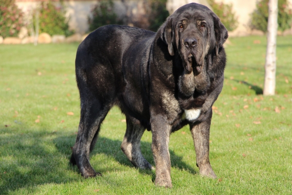 Multi CH ENNY de Tierra de Órbigo. 
Campeona de España 2015. Campeona Internacional 2017.
Keywords: tierraorbigo