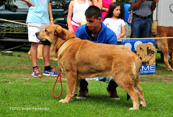 Diva de los Espinos: EXC - Young Class Females - Cangas de Onis, Asturias, Spain -  08.07.2017 (ASAME)
Keywords: 2017 asame espinos