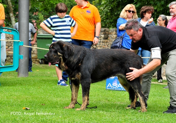 Morena de Toranzo: EXC - Young Class Females - Cangas de Onis, Asturias, Spain -  08.07.2017 (ASAME)
Keywords: 2017 asame toranzo