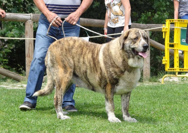 Morgana de Fonte Xunguera: EXC, Open Class Females, Cangas de Onis, Asturias, Spain 05.07.2014
Keywords: 2014 fontexunguera