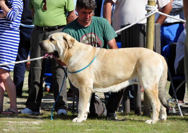 Ada de Loredo: Exc - Open Class Females, Loredo, Cantabria, Spain 29.06.2013
Keywords: 2013