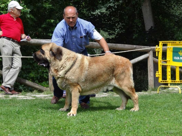 Bull de Basillon: EXC, Open Class Males, Cangas de Onis, Asturias, Spain 05.07.2014
Keywords: 2014 basillon