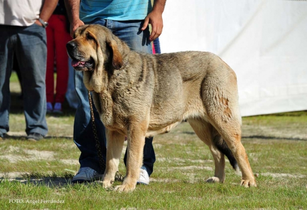 Cora de los Blendios del Dobra: Exc - Open Class Females, Loredo, Cantabria, Spain 29.06.2013
Keywords: 2013