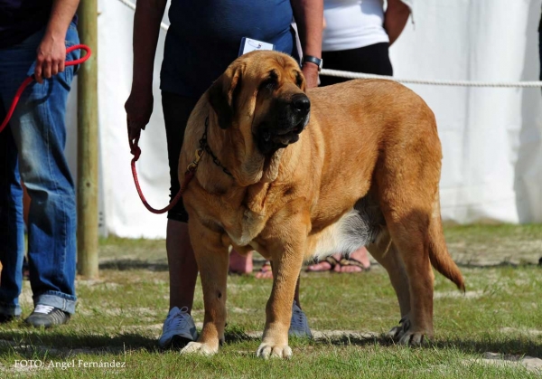 Deva de Folgueras: Exc - Open Class Females, Loredo, Cantabria, Spain 29.06.2013
Keywords: 2013