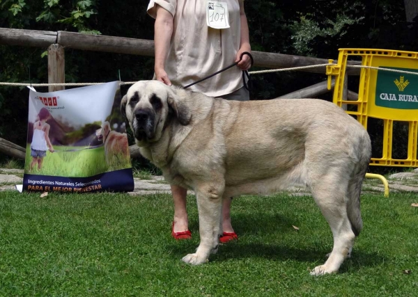 Dorotea de La Cangueta: EXC, Open Class Females, Cangas de Onis, Asturias, Spain 05.07.2014
Keywords: 2014 cangueta