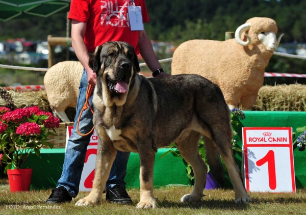 Duende de Loredo: Exc -  Open Class Males, Loredo, Cantabria, Spain 29.06.2013
Keywords: 2013