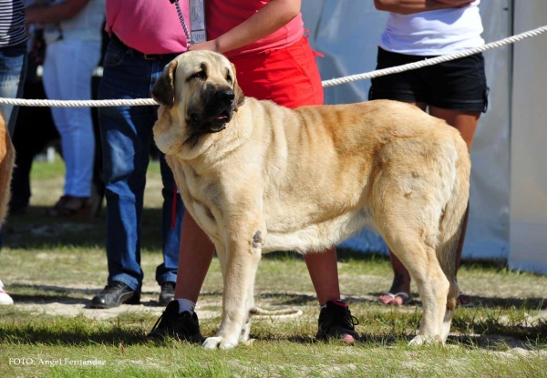 Dulce de Loredo: Exc - Open Class Females, Loredo, Cantabria, Spain 29.06.2013
Keywords: 2013