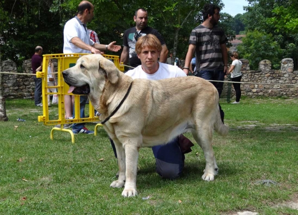 Fenix de Montes del Pardo: EXC, Open Class Males, Cangas de Onis, Asturias, Spain 05.07.2014
Keywords: 2014 pardo