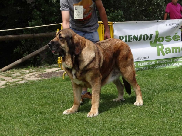 Isis del Talameru: EXC, Open Class Females, Cangas de Onis, Asturias, Spain 05.07.2014
Keywords: 2014 talameru