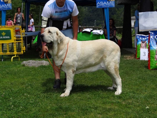 Julia de Loredo: EXC, Open Class Females, Cangas de Onis, Asturias, Spain 05.07.2014
Keywords: 2014