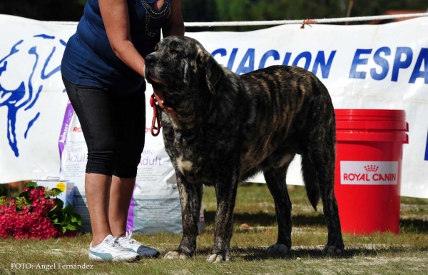 Morfeo de Fuente Xunquera: Exc -  Open Class Males, Loredo, Cantabria, Spain 29.06.2013
Keywords: 2013